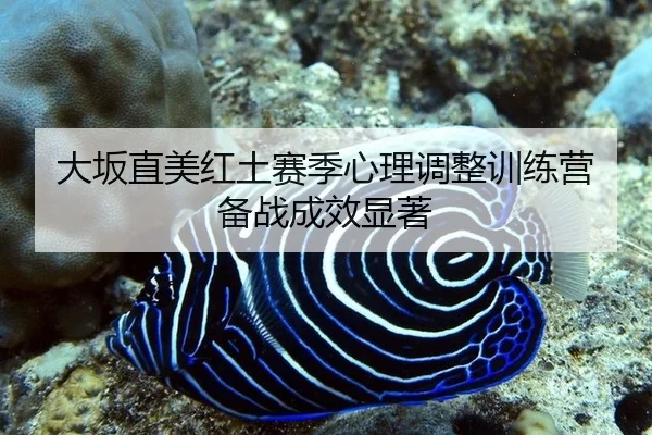 da-ban-zhi-mei-hong-tu-sai-ji-xin-li-tiao-zheng-xun-lian-ying-bei-zhan-cheng-xiao-xian-zhu-2-151.jpg
